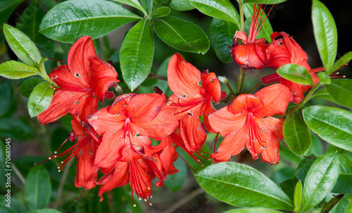 red azalea closeup