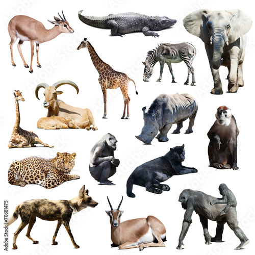 Set of african animals on white