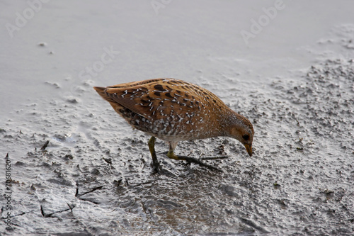 Spotted Crake - Porzana porzana photo