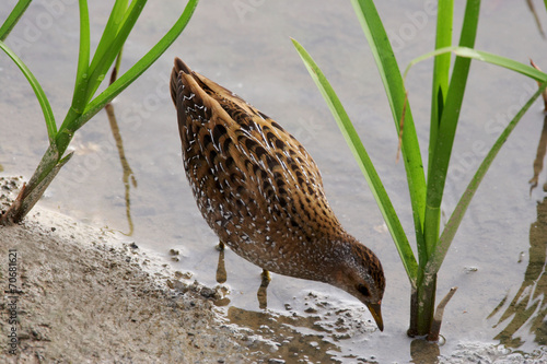 Spotted Crake - Porzana porzana