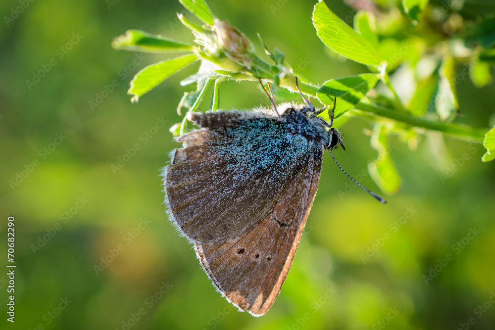 Obraz premium Butterfly 5