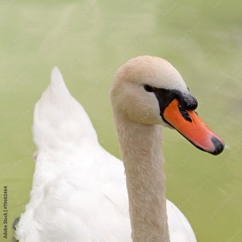 Obraz premium Schwan - Cygnini