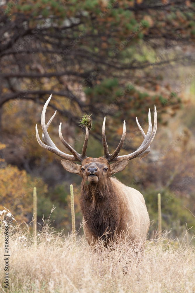 Bull Elk Bugling Bull Elk Bugling
