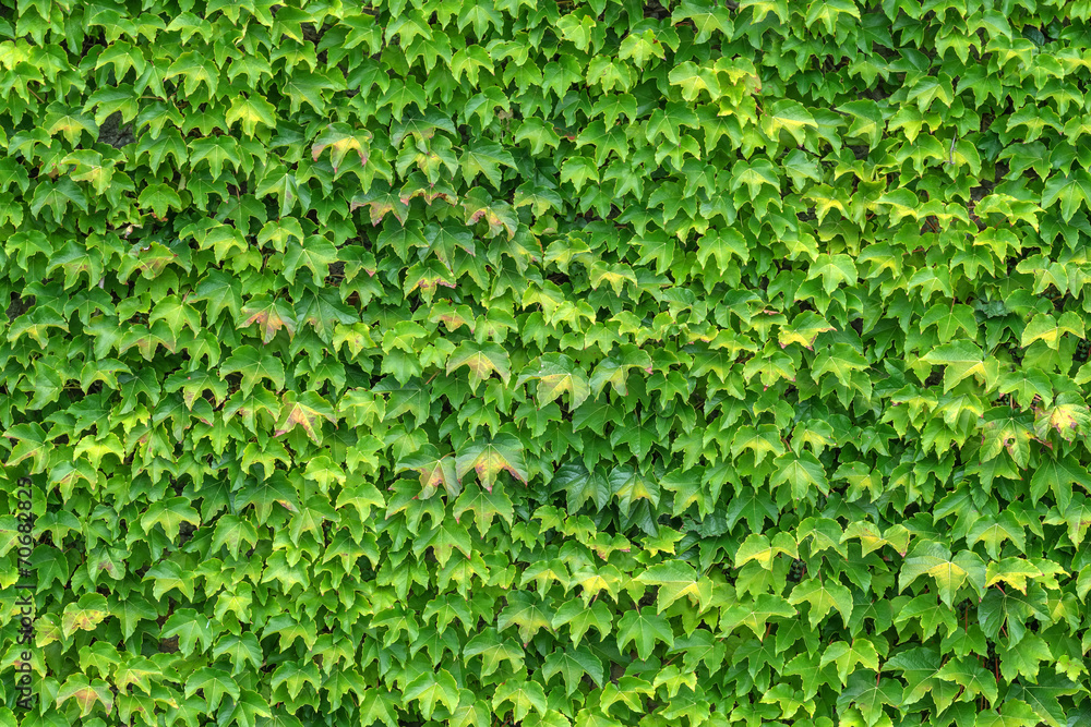 ivy ivy