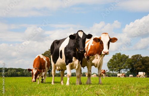 Fotografie, Tablou Dutch cows