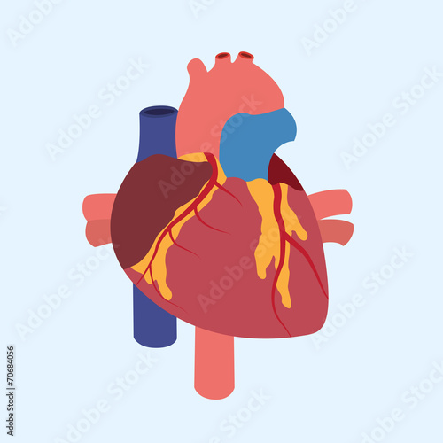heart