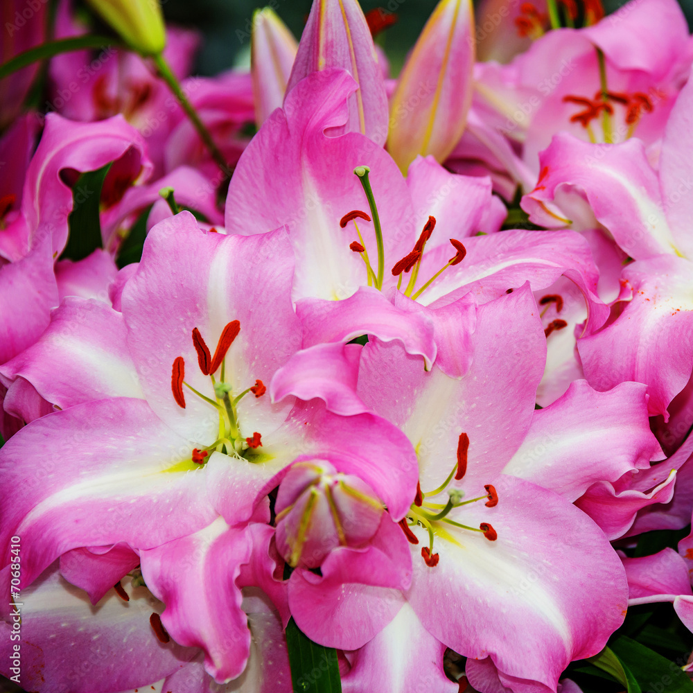 pink lily in detail