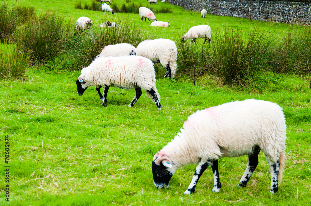 View of English grazing sheep in countryside View of English grazing sheep in countryside