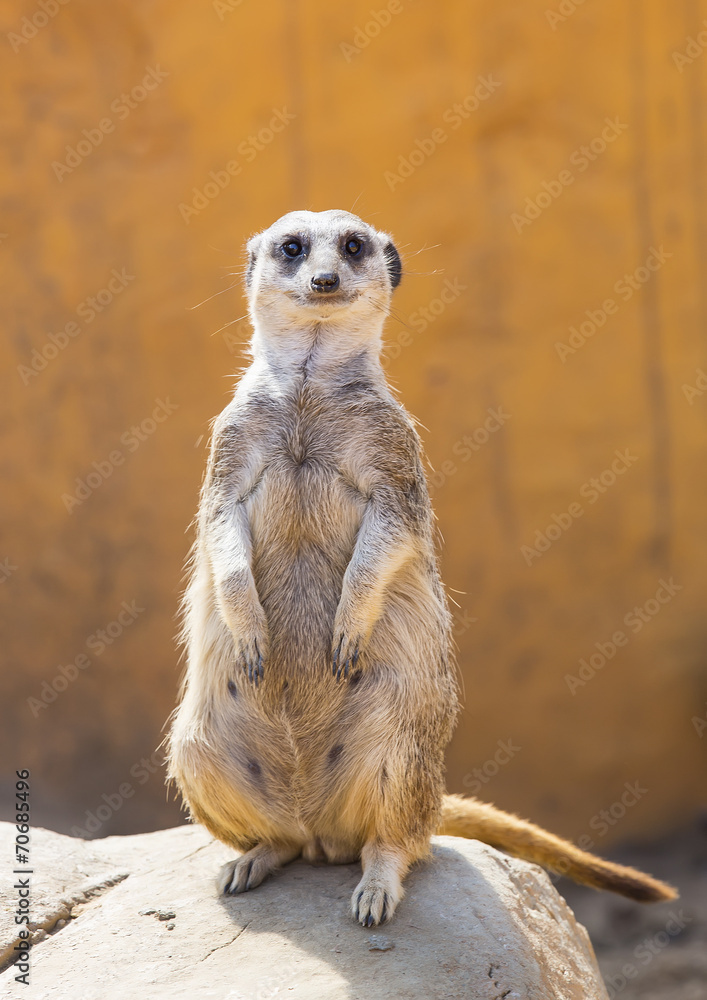 meerkats in the wild africa