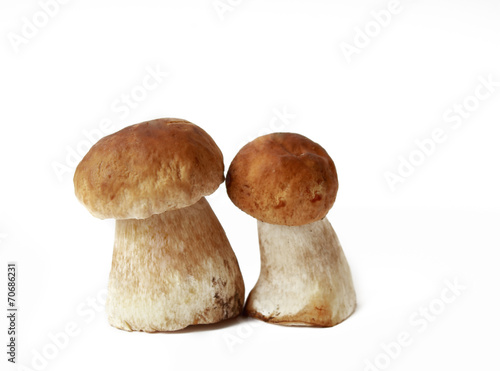 mushrooms on an isolated background