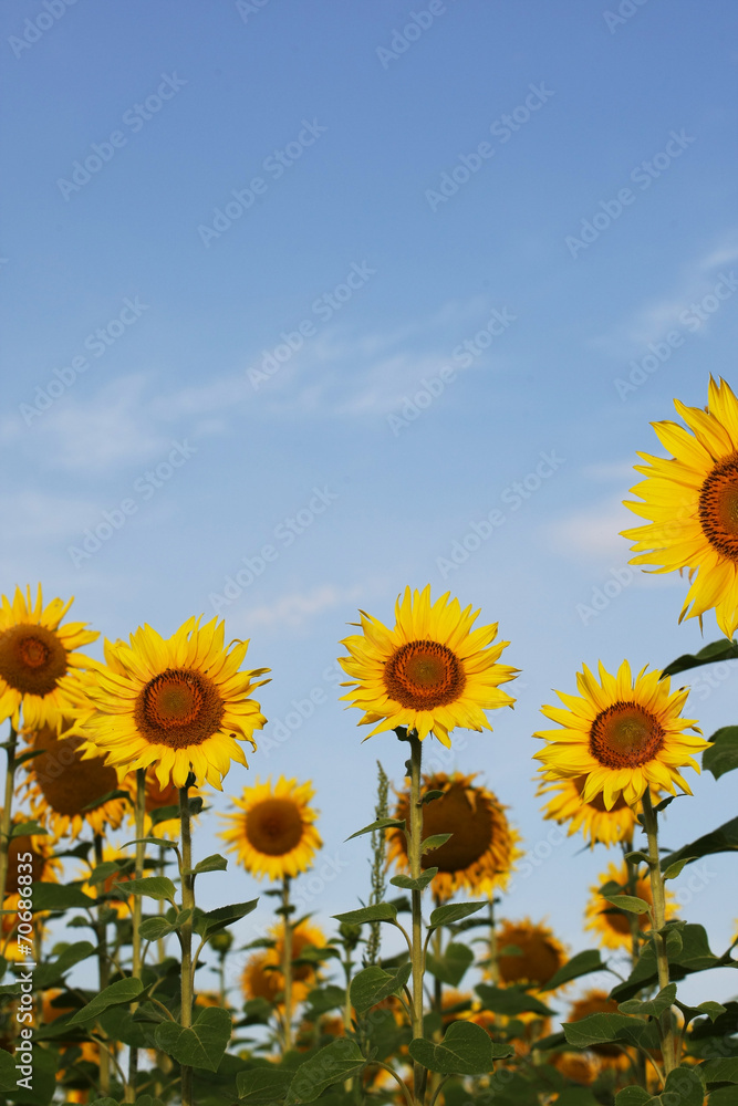 sunflowers on blue sky sunflowers on blue sky