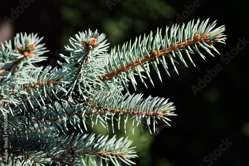 Sprig of blue spruce