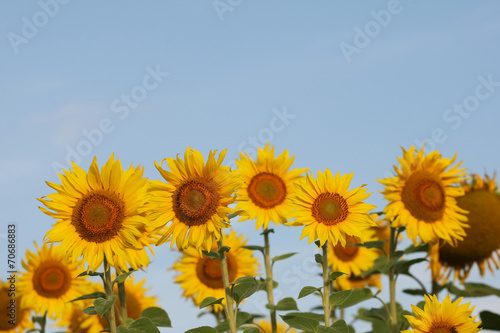 Fototapeta Naklejka Na Ścianę i Meble -  sunflowers on blue sky