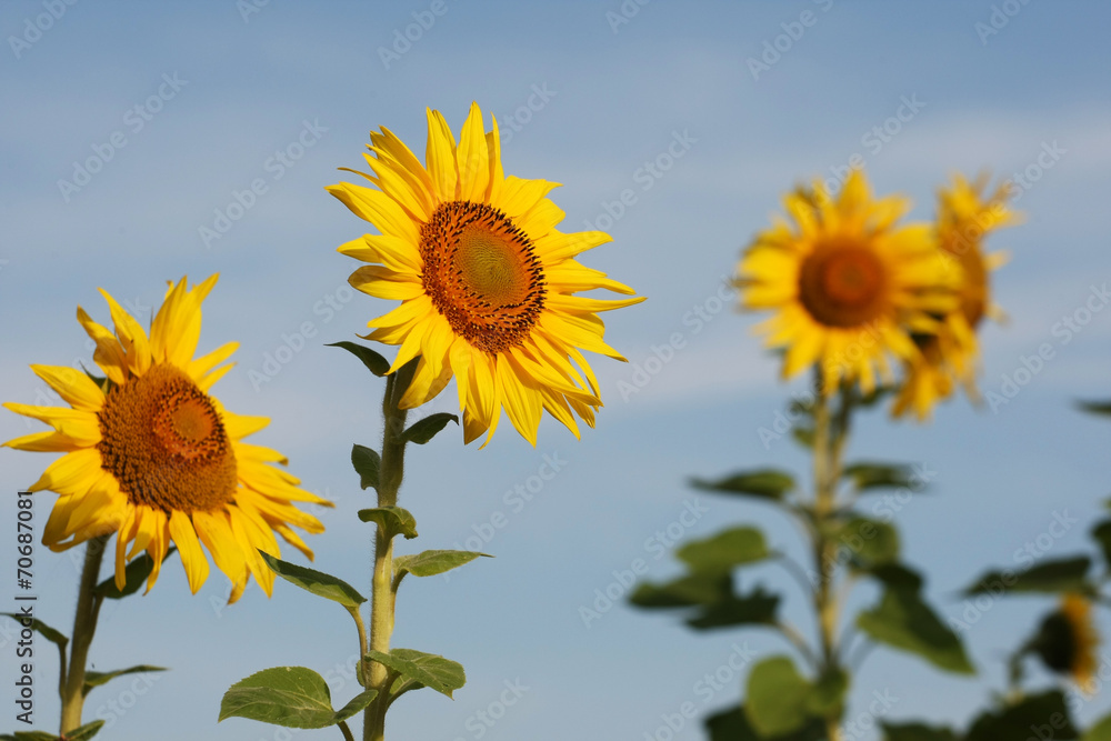 sunflowers on blue sky