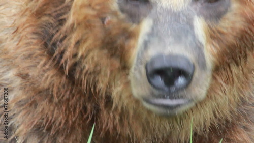 Wallpaper Mural Brown Bear Torontodigital.ca