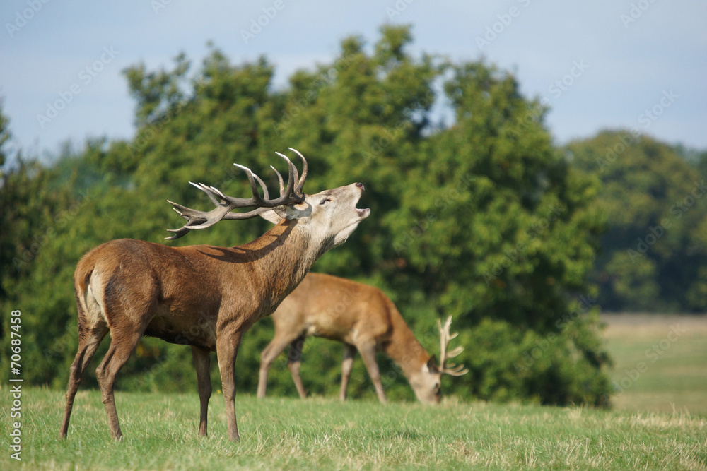 Fototapeta premium Red Deer, Deer, Cervus elaphus