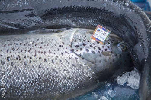 farmed Atlantic salmon from Scotland