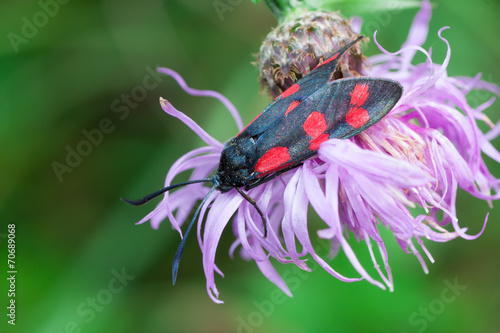 Zygaena filipendulae photo