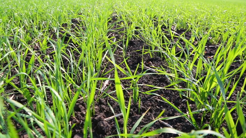 rows of young sprouts of wheat in field close-up - slider dolly rows of young sprouts of wheat in field close-up - slider dolly