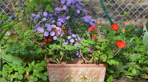 Fototapeta Naklejka Na Ścianę i Meble -  jardin...fleurs
