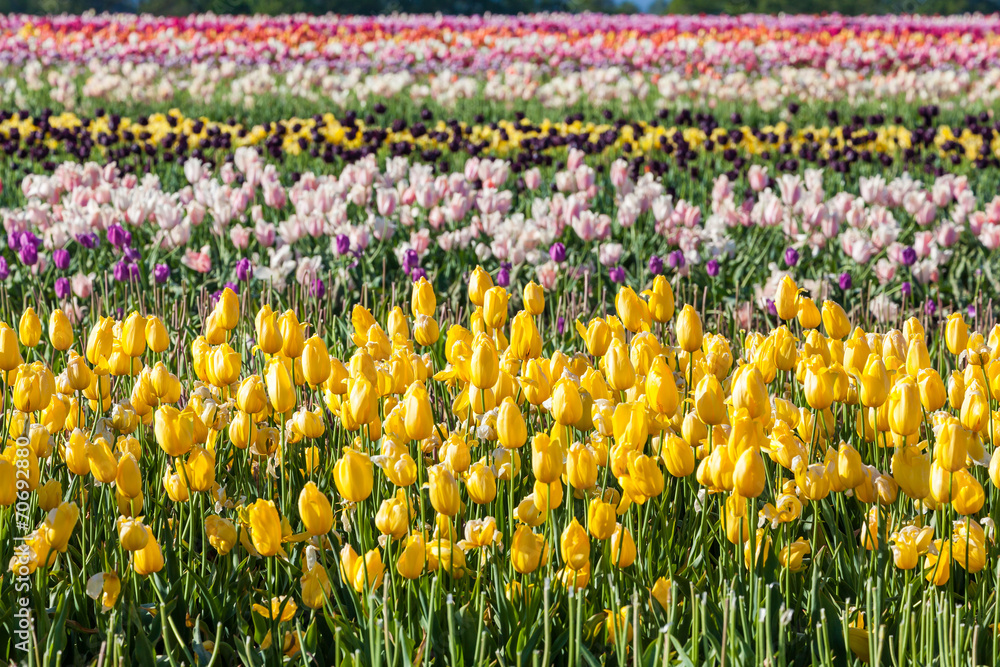 Fototapeta premium colorful tulip in tulip farm