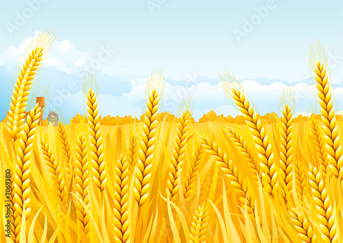 Vector fall landscape of  Grain fields with house