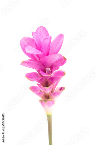 Siam tulip or Curcuma flower © nungning20