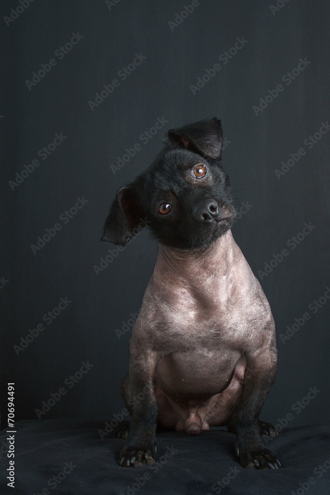 Portrait of mixed peruvian dog on black background