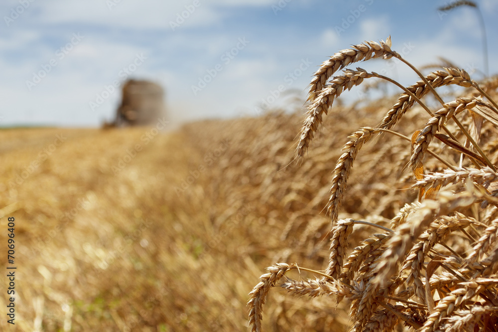 Wheat harvest StockFoto Adobe Stock
