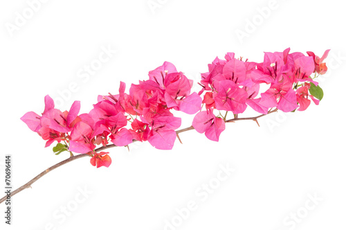 Canvas Print Pink blooming bougainvilleas isolate on white background