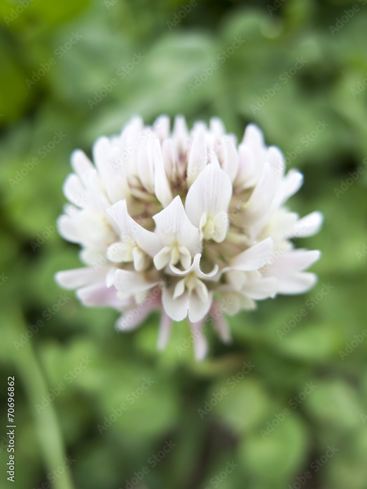 シロツメクサの花 シロツメクサの花