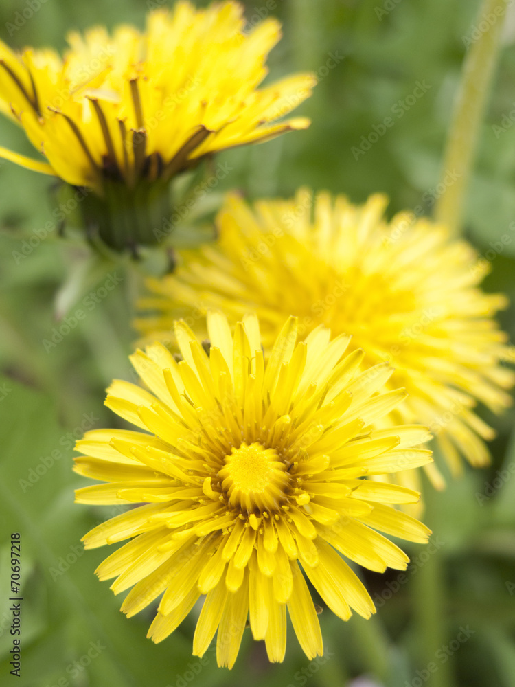 Naklejka premium タンポポの花
