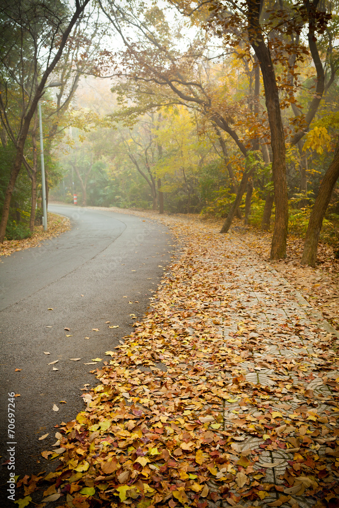 Road covered with fallen leaves
