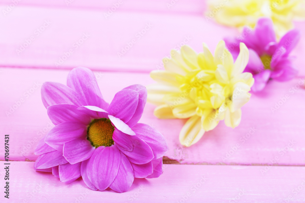 Obraz premium beautiful chrysanthemum flowers on pink wooden background