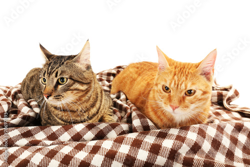 Canvas Print Red and grey cats on blanket isolated on white