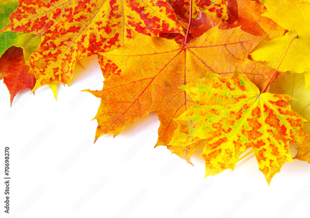 autumn maple leafs autumn maple leafs