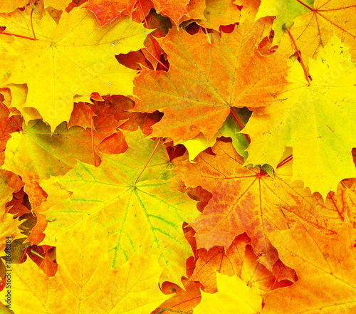 maple leaf as background
