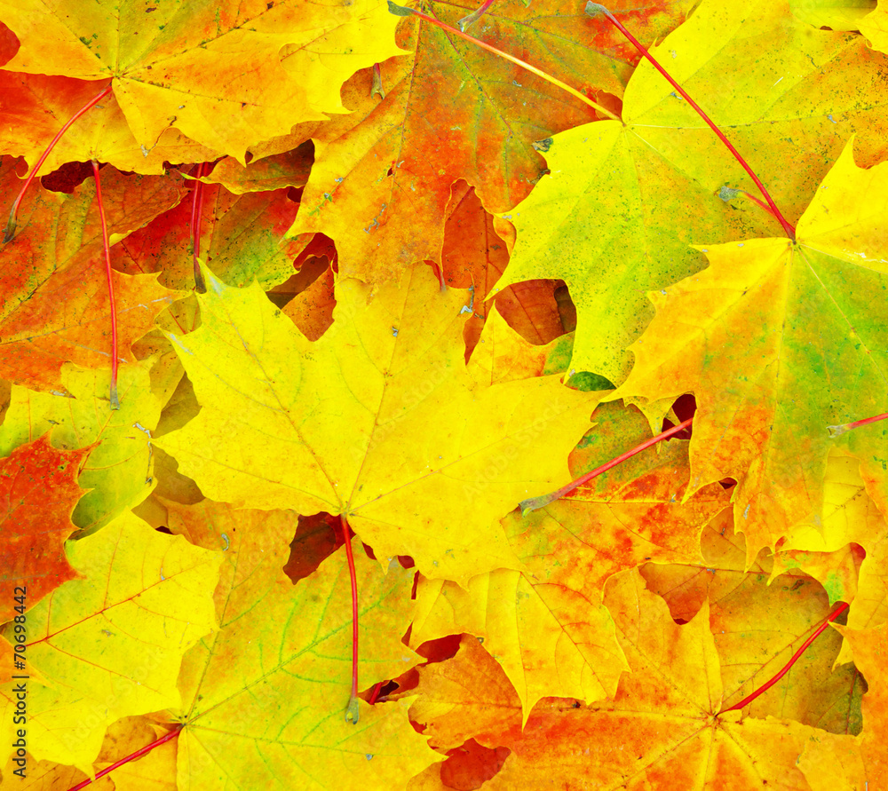  leaf background