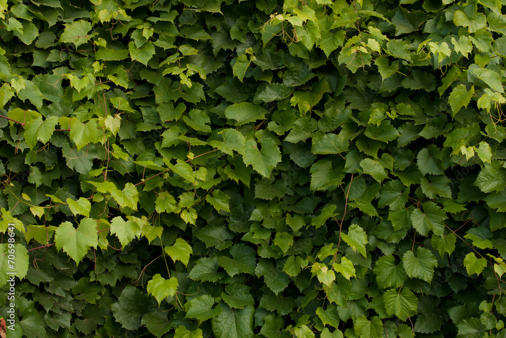 Fototapeta premium grape leaves background