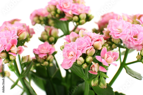 Beautiful pink flowers  close-up