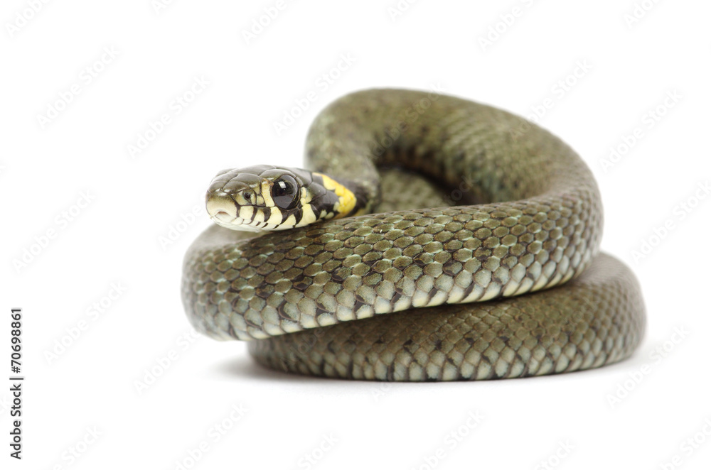 Obraz premium snake