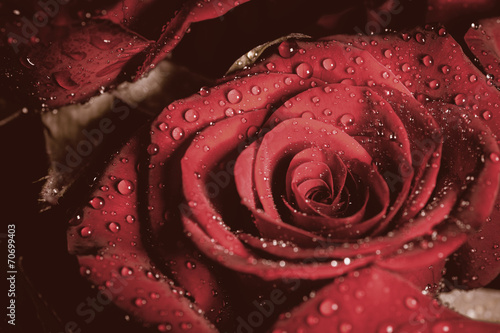 Rose with water drops. Color toned image.