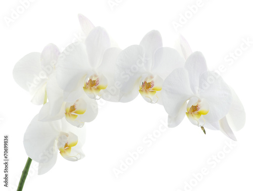 Fototapeta Naklejka Na Ścianę i Meble -  orchids