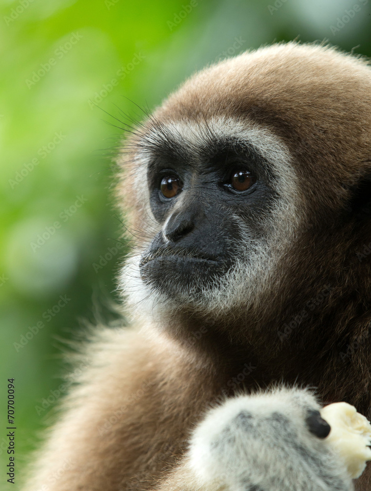gibbon gibbon