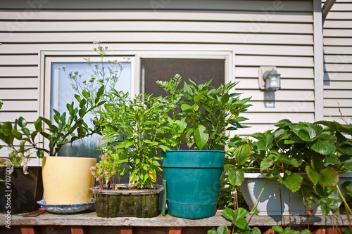 small backyard terrace garden