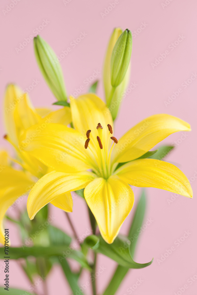 Fototapeta premium ユリの花