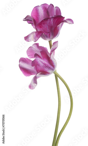 Fototapeta Naklejka Na Ścianę i Meble -  tulip