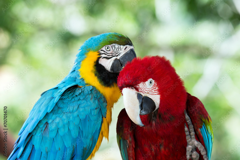  parrots