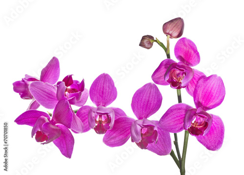 Fototapeta Naklejka Na Ścianę i Meble -  three petals isolated dark pink orchids