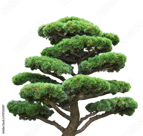 bonsai green pine isolated on white tree photo